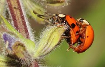 IVN Geysteren-Venray: Insectencursus