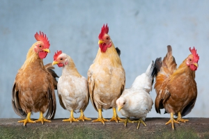 Vogelgriep vastgesteld in Oostrum