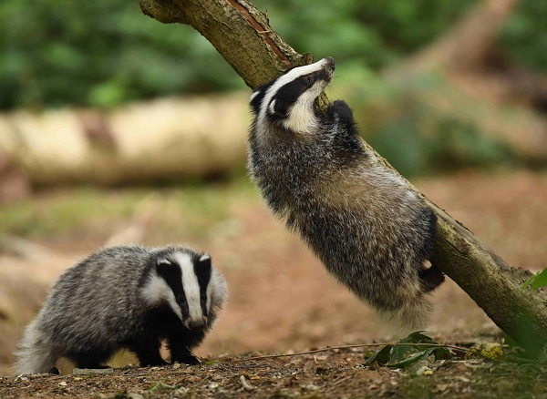 Gif aangetroffen in dassenburchten bij Vierlingsbeek