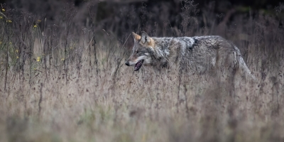Laatste waarneming van een wolf in de regio Venray