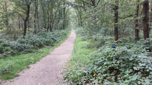 Gemeente Venray werkt aan herstel en versterking bossen