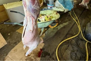 NVWA en politie grijpen in bij illegale slachterij op boerderij