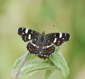 Landkaartje zomervariant