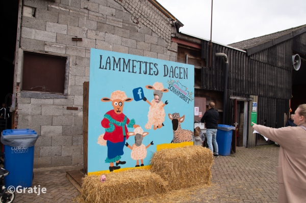 Lammetjesdagen bij Peelkudde Schaapsdrift
