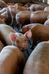 Enorm veel animo voor stoppersregeling