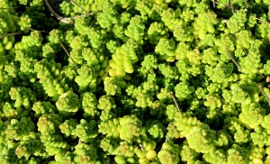 Sedum