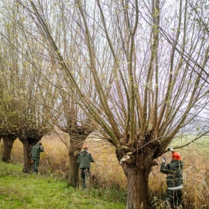 Onderhoud knotwilgen