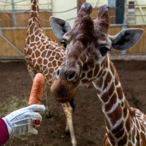 Sinterklaas in ZooParc Overloon