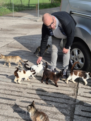 Tientallen katten aan hun lot overgelaten op verlaten camping Ysselsteyn