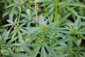Hennepplantage in aanbouw ontdekt in Venray