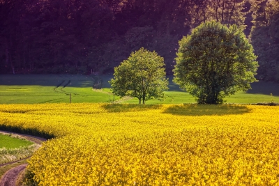 Koolzaad landschap