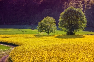 Koolzaad landschap