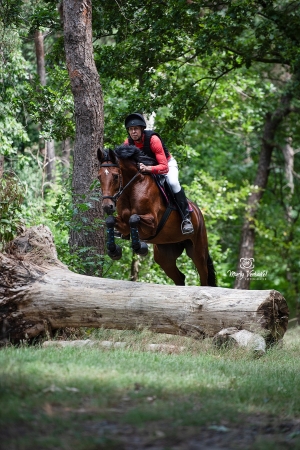 Ruiter te paard