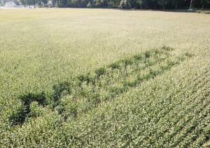 Hennep opsporen in mais- en aspergepercelen