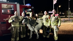 Brandweer haalt koe van dak