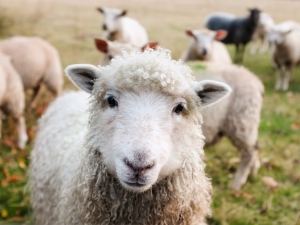 Loslopende honden enorme plaag voor schaapskuddes