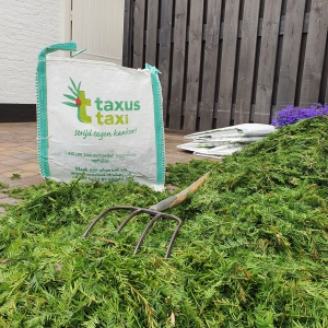 Snoeisel met tas taxus