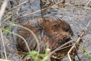 Waterschappen vangen meer muskus- en beverratten in 2023