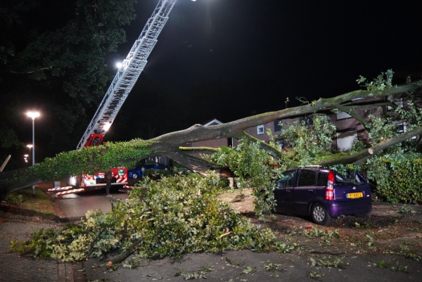 Afgebroeken boom Hoenderstraat