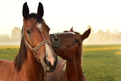 Uitkomsten onderzoek paardensector bekend
