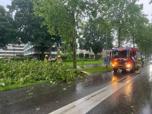 Westsingel afgebroken tak